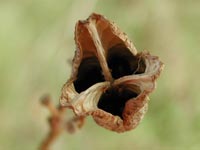 Daylily Seeds
